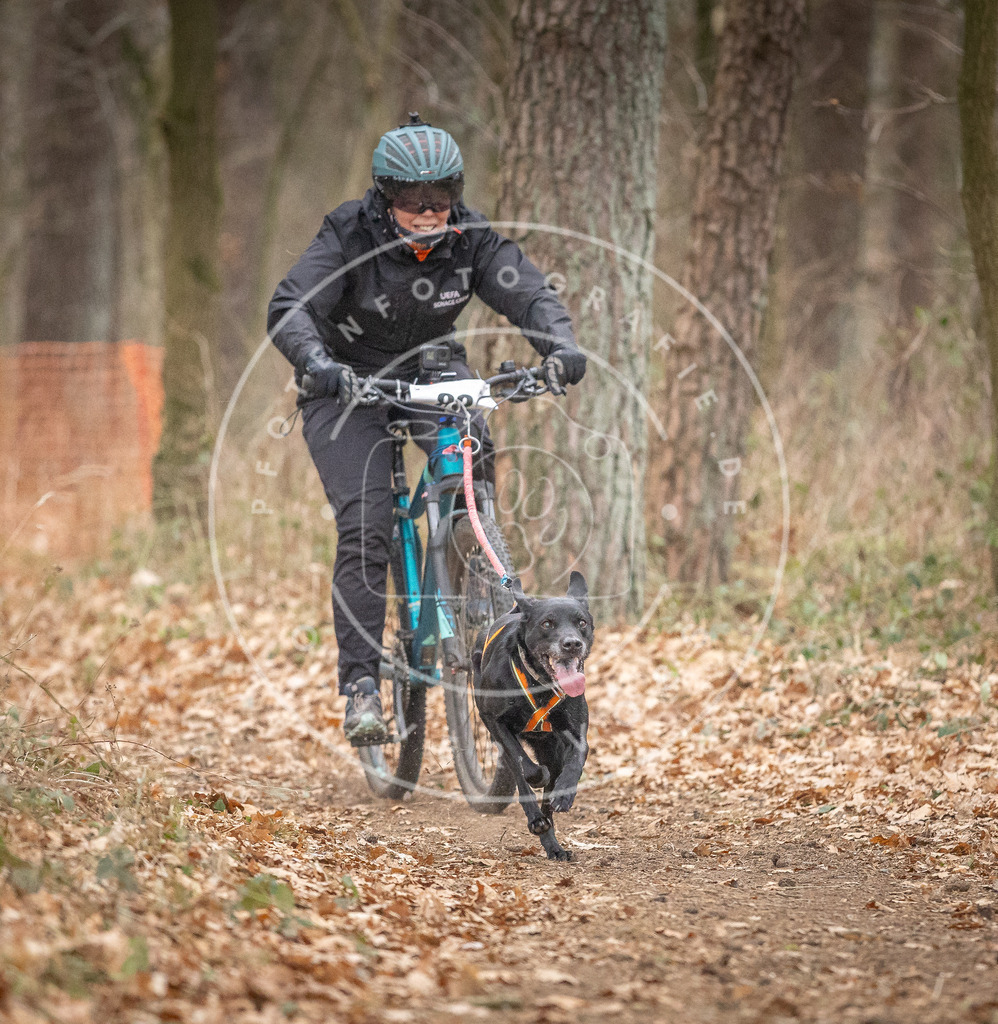 Pfotenfotografie_DV3A6032 | Hundefotografie, Tierfotograf, Pfotenfotografie, Fotoshooting Hund, Hunde Portrait, Hundesport, Hundeportraits, Heideshooting, Hunde, Sportfotograf, Hundefotograf, Turnierhundsport, THS,  - Realisiert mit Pictrs.com
