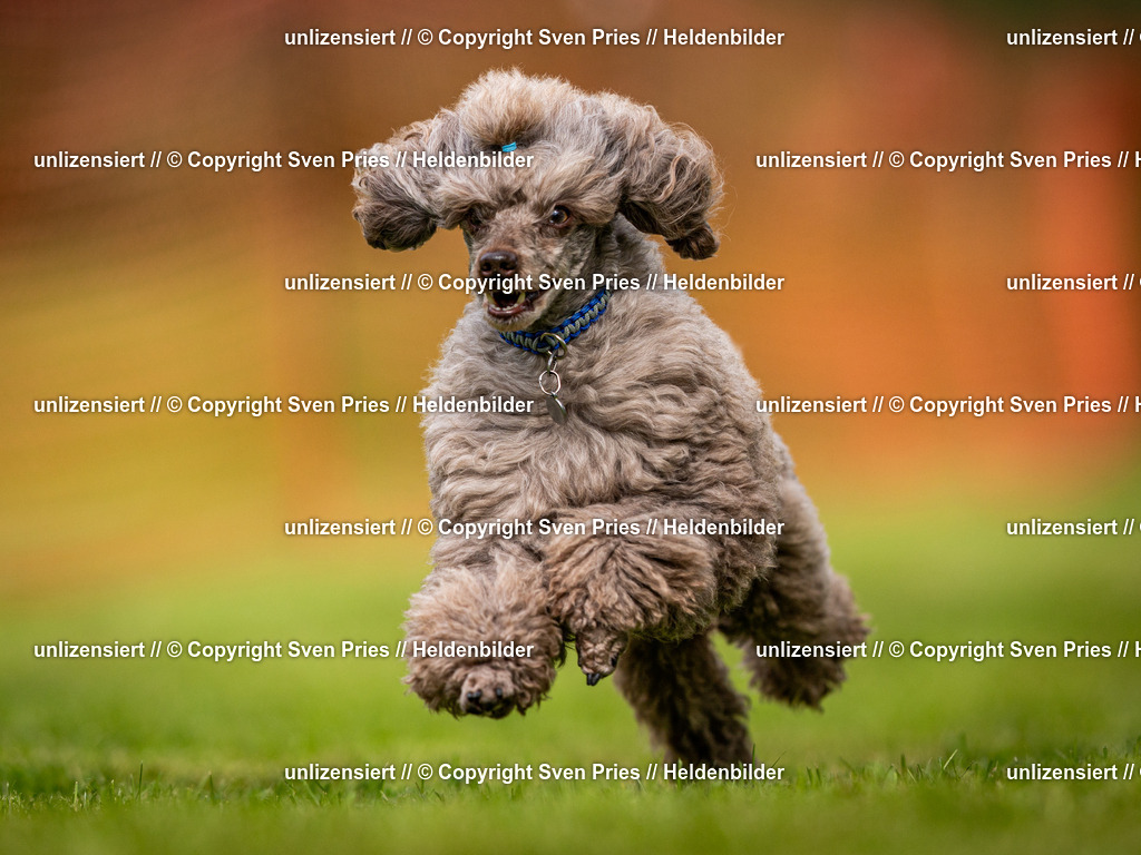 Sven Pries | 2024-09-22 - Hunderennen Baden-BadenPudelverein - Realisiert mit Pictrs.com