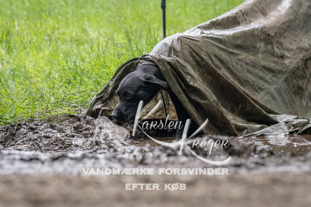 1120_ZZ92498 | kk-dogfotos