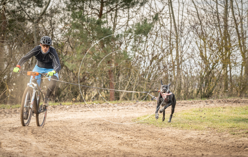 Pfotenfotografie_DV3A7126 | Hundefotografie, Tierfotograf, Pfotenfotografie, Fotoshooting Hund, Hunde Portrait, Hundesport, Hundeportraits, Heideshooting, Hunde, Sportfotograf, Hundefotograf, Turnierhundsport, THS,  - Realisiert mit Pictrs.com