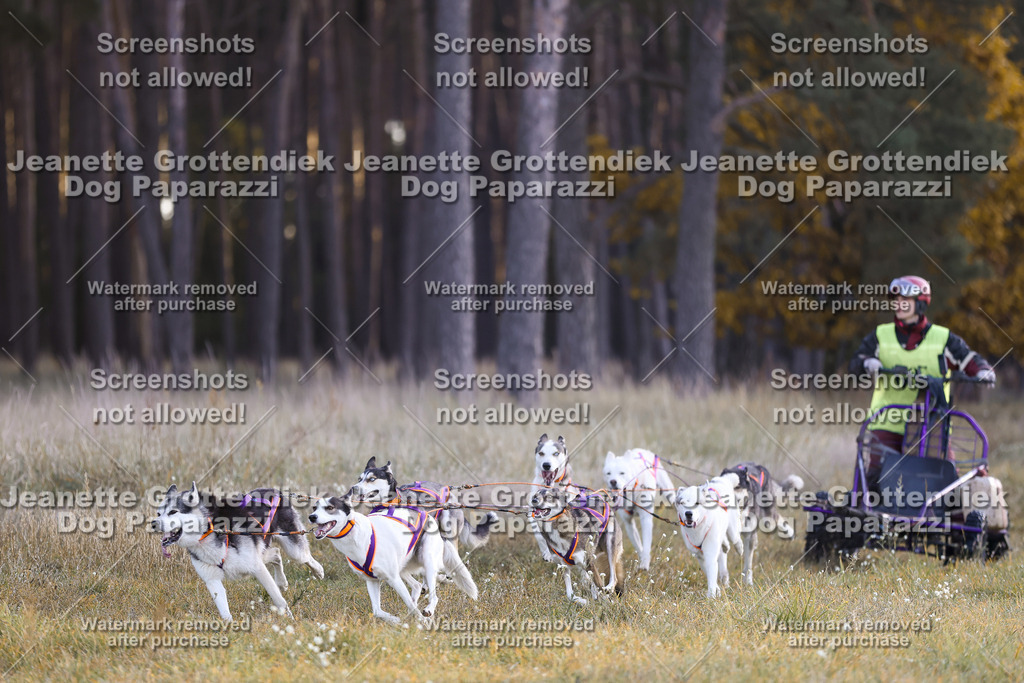 Dog Paparazzi - Elsholz 25 -10 | Dog Paparazzi Jeanette Grottendiek Fotografie & Videografie - Realisiert mit Pictrs.com