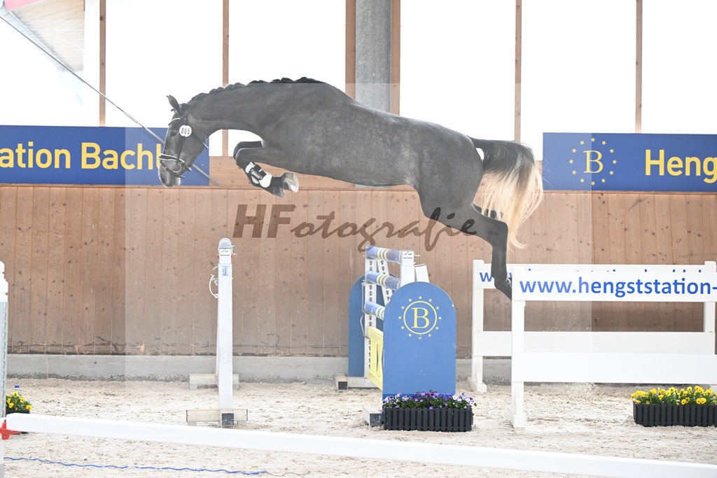 Kat-Nr. 5 Geyers Larimar v. Cizero Z_Geyer_5250291 | hf-fotografie - Realisiert mit Pictrs.com