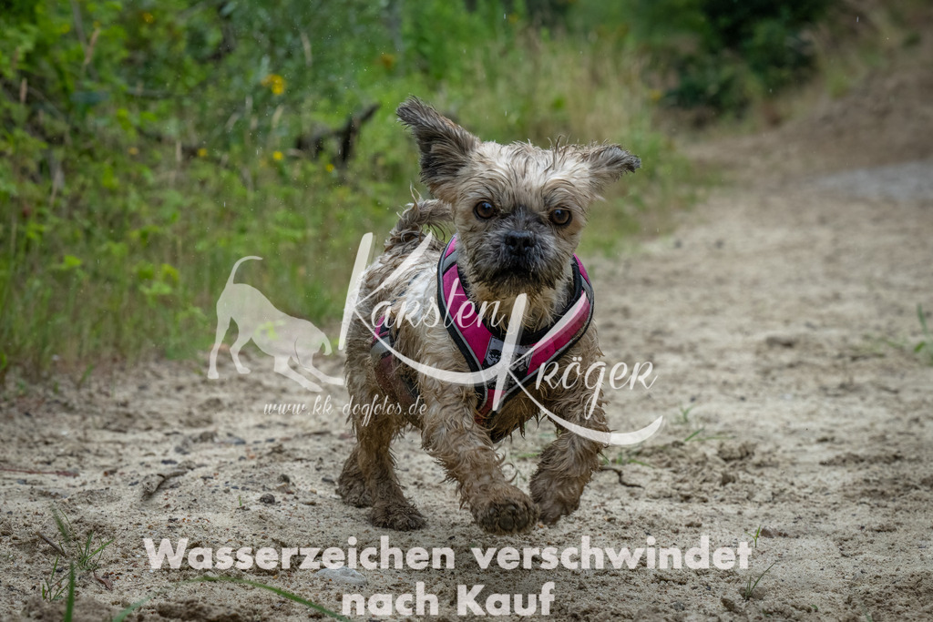 1619_ZZ90949-Bearbeitet | kk-dogfotos