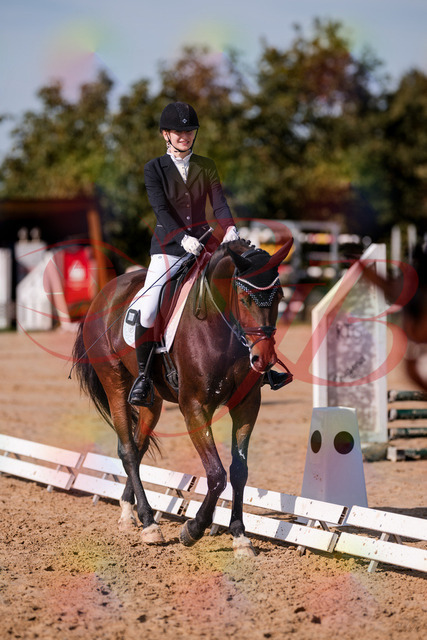 2026_10_03_Siefer-Hof_125539_Z81_45346675 | Professionelle Reitsport-, Turnier- und Eventfotografie von Robert Broda. Galerien mit ausgewählten und bearbeiteten Bildern direkt online ansehen und bestellen.