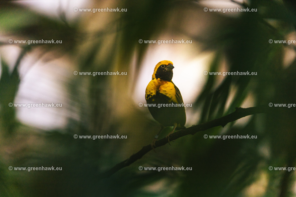 _MG_9050 | Greenhawks Bilder Shop für Landschaften, Urban, Tiere und weiteres als Poster Leinwand oder Fotogeschenk für Ostern Weihnachten oder Geburtstag  - Realisiert mit Pictrs.com