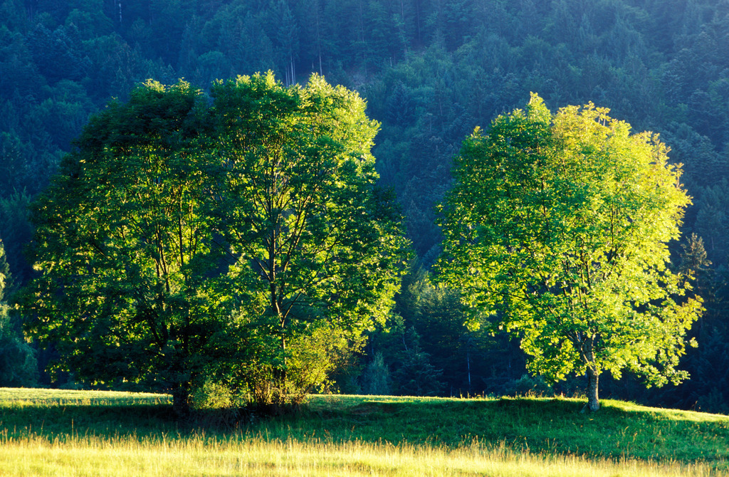 Baum auf Wiese | Nenzing, Austria - February 19, 2008: Baum auf Wiese im Streiflicht. - Realisiert mit Pictrs.com