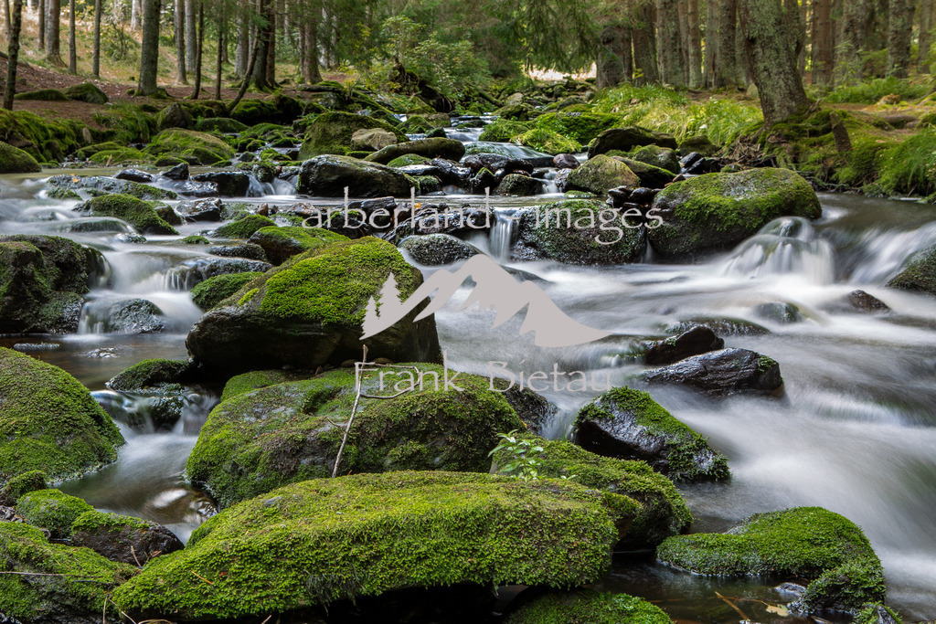 _Z5A1488 | naturbelassener Wasserlauf im Nationalpark