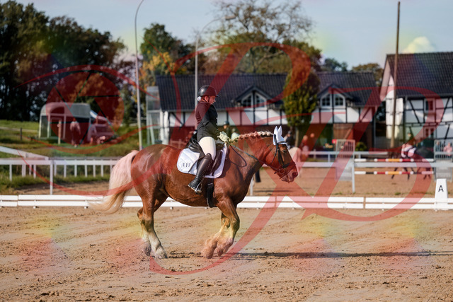 2026_10_03_Siefer-Hof_114206_Z63_23424598 | Professionelle Reitsport-, Turnier- und Eventfotografie von Robert Broda. Galerien mit ausgewählten und bearbeiteten Bildern direkt online ansehen und bestellen.