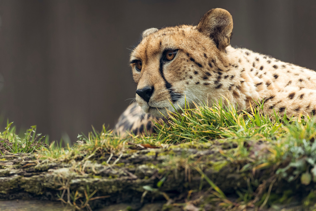 Südlicher Gepard | Träumen und Ruhe - Realisiert mit Pictrs.com