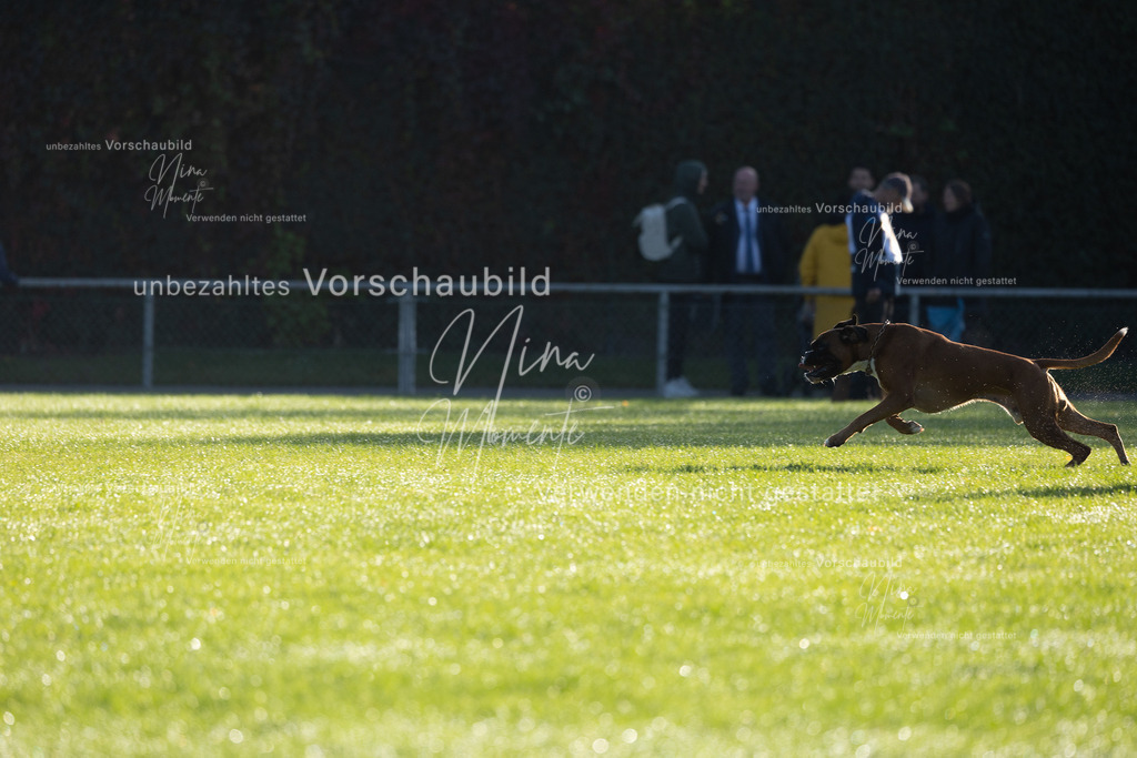 _16A6265 | Einzigartige Fotos von Hunden & Menschen –Actionfotos, Portraits, Vereinsaufnahmen & Paarshootings – authentisch, lebendig & mit Herz.