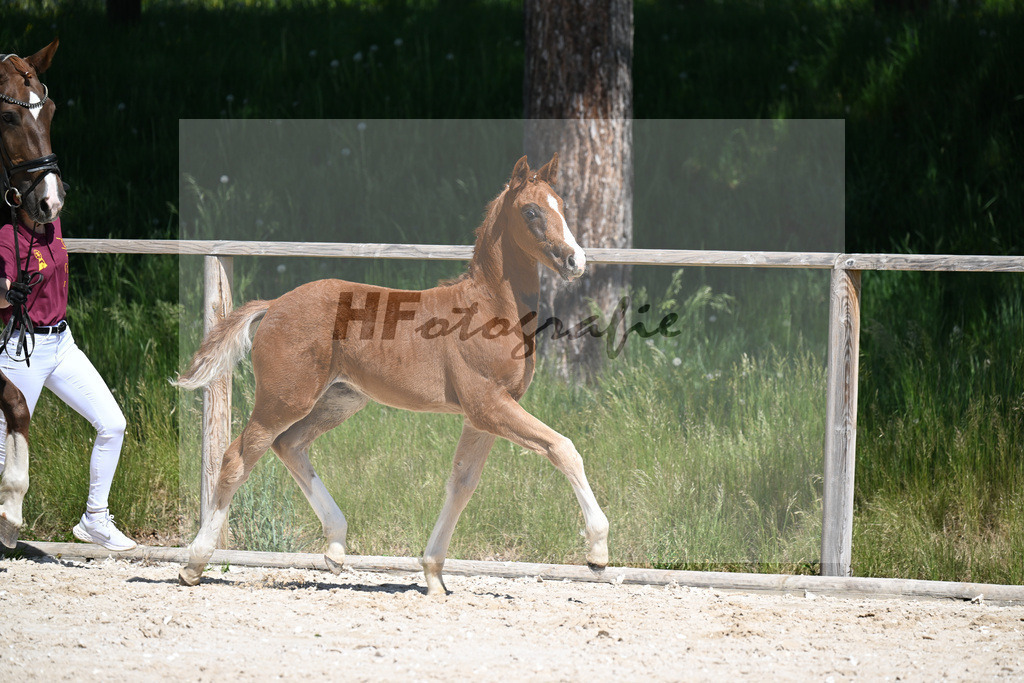 Don Schufro x Don Massimo_HF_Aumer_10250137 | hf-fotografie - Realizzato con Pictrs.com