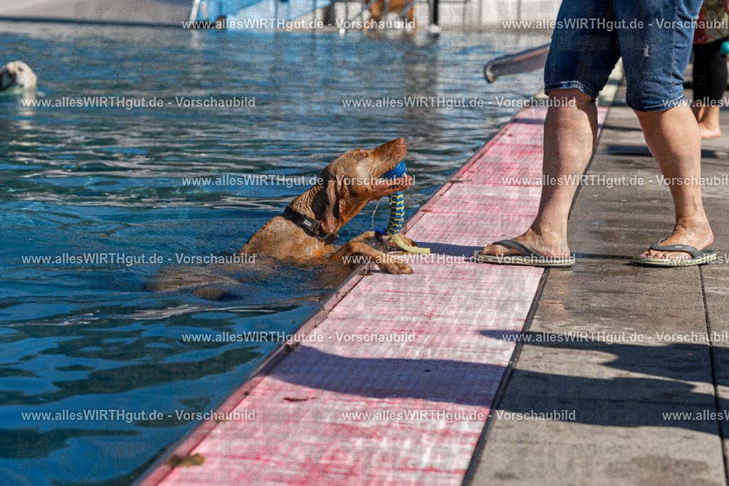 Hundeschwimmen_Volksbad_2026-allesWIRTHgut_Tierfotografie-2609061119-FAY06205 | Professionelle Tierfotografie in Mönchengladbach von Daniel Wirth (allesWIRTHgut). Liebevolle & natürliche Bilder von Hunden & Katzen für unvergessliche Erinnerungen.