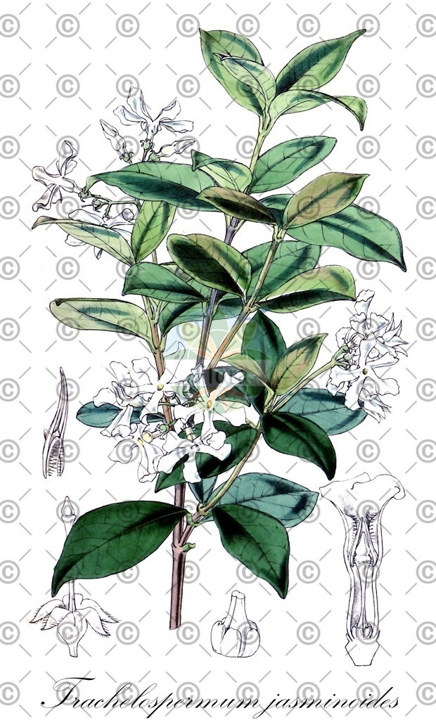 HistAbb_wfo-0000748161_1_ENZY_Simple | Historische Abbildung von Trachelospermum jasminoides - Apocynaceae | Historical Illustration of Trachelospermum jasminoides - Apocynaceae