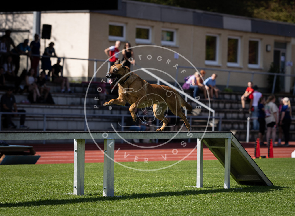 Pfotenfotografie_DV3A0585 | Hundefotografie, Tierfotograf, Pfotenfotografie, Fotoshooting Hund, Hunde Portrait, Hundesport, Hundeportraits, Heideshooting, Hunde, Sportfotograf, Hundefotograf, Turnierhundsport, THS,  - Realisiert mit Pictrs.com