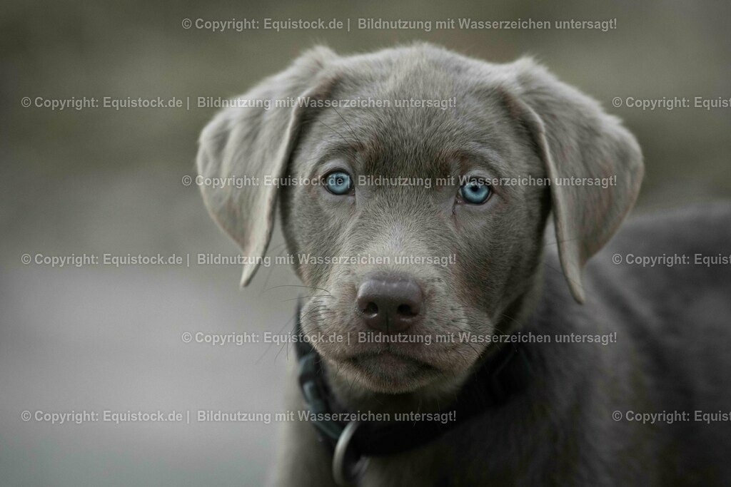 20190224_Hund_0041 | Foto: Thomas Hartig