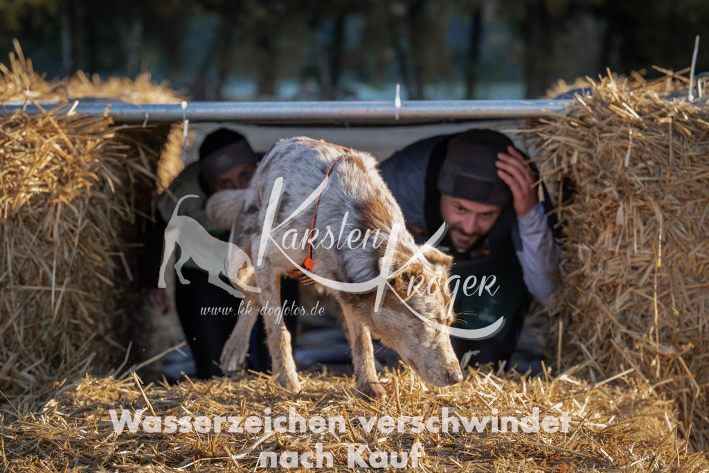 0928_ZZ93099 | kk-dogfotos