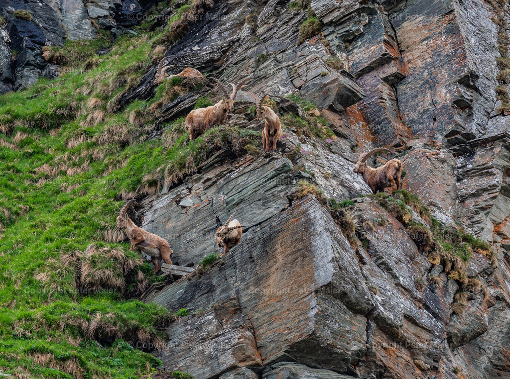Wanderung zu den Steinböcken NPHT | piet_flosse