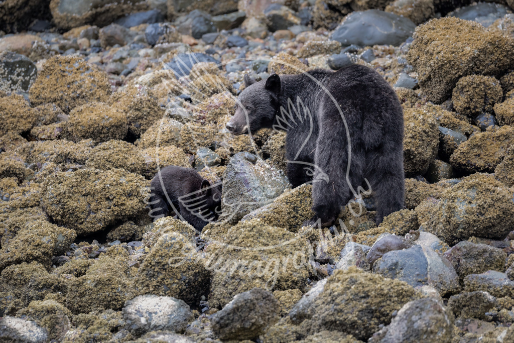 watching over - black bear with cub, canada | Authentische Landschafts- & Wildtierfotografie aus der Schweiz. Hochwertige Wandbilder, Fine-Art-Prints und Wunschmotive nach Auftrag – sorgfältig entwickelt im Grumagraphy-Style