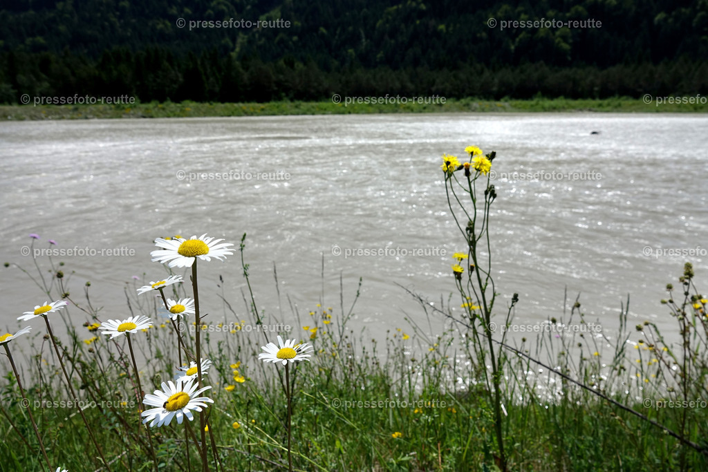 welltvi-Lech-bei-hoefen-Hochwasser-04062019-DSD01811 | Info aus dem Bezirk Reutte/Ausserfern Tirol sowie eine umfangreiche Bilddatenbank über die gesamte Region: Lechtal, Talkessel Reutte, Tannheimertal, Zwischentoren. Lech, Plansee, Zugspitze, Grenztunnel, B179, Fernpassstraße, Verkehr, Lawinen, Tradition, - Realisiert mit Pictrs.com