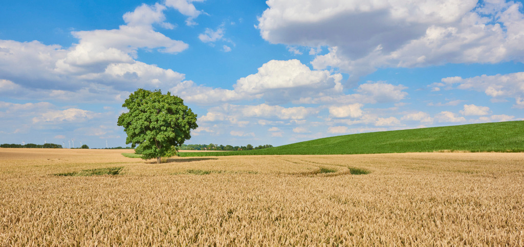 Lommatzsch Einzelbaum im Feld | Fotos als Raumschmuck - Realisiert mit Pictrs.com