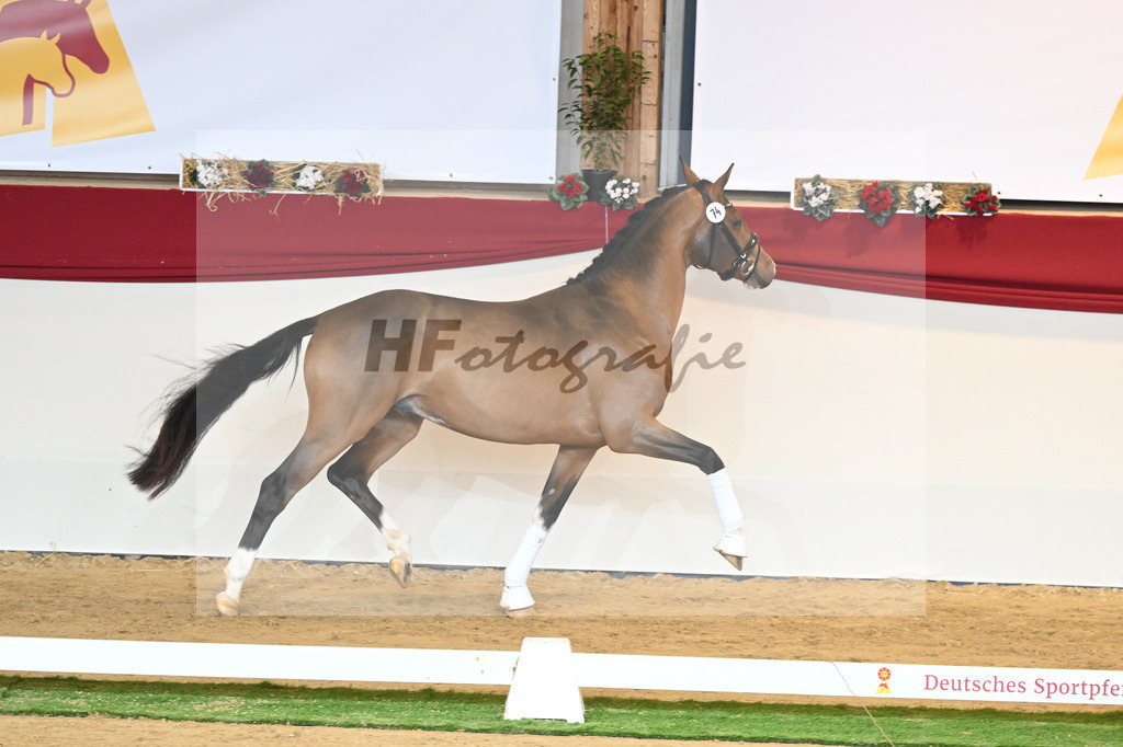 Kat-Nr. 74 Vaderland_Gestuet Pramwaldhof_1230502 | hf-fotografie - Realisiert mit Pictrs.com