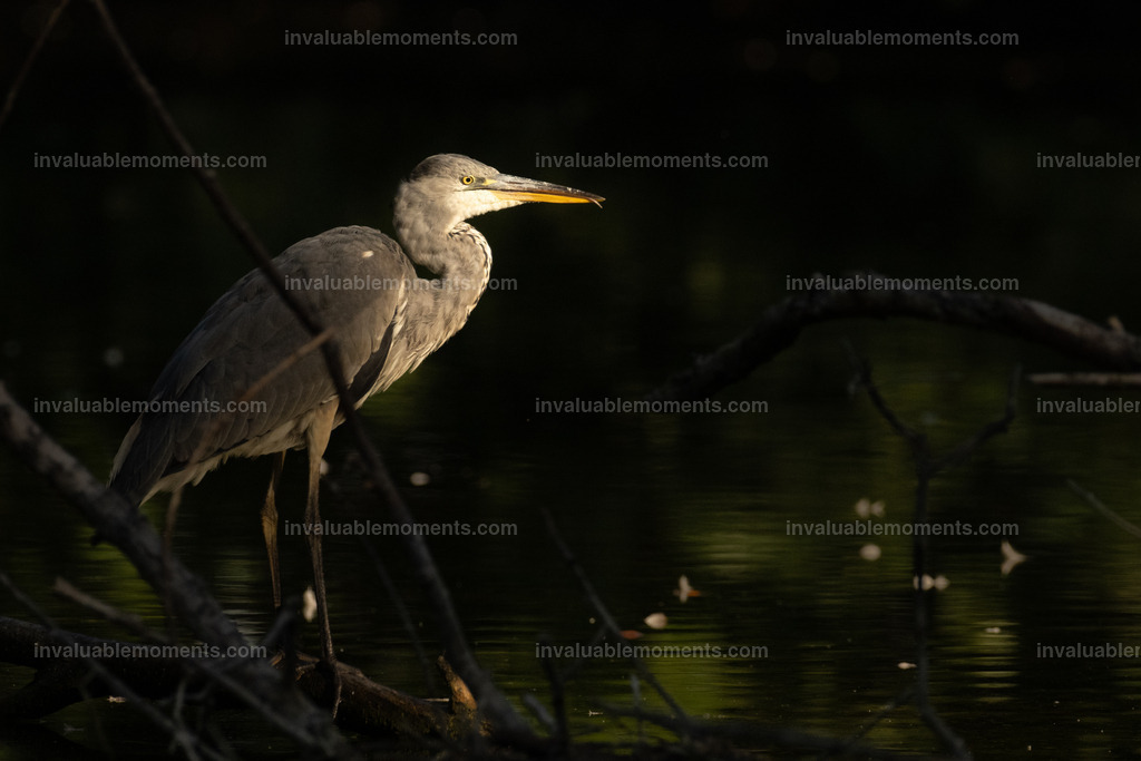 DSC_4753 | invaluablemoments.com - Realisiert mit Pictrs.com