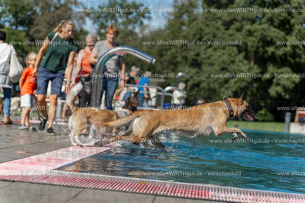 Hundeschwimmen_Volksbad_2026-allesWIRTHgut_Tierfotografie-2609061129-103909-7R509659 | Professionelle Tierfotografie in Mönchengladbach von Daniel Wirth (allesWIRTHgut). Liebevolle & natürliche Bilder von Hunden & Katzen für unvergessliche Erinnerungen.