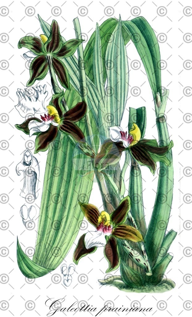 HistAbb_wfo-0000968178_1_ENZY_Simple | Historische Abbildung von Galeottia prainiana - Orchidaceae | Historical Illustration of Galeottia prainiana - Orchidaceae