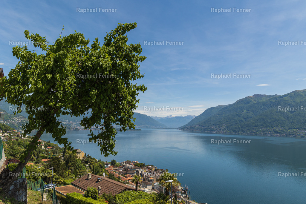 Blick über den Lago Maggiore | Ein weiter Blick über den Lago Maggiore an einem klaren Frühlingstag. Im Vordergrund rahmt ein markanter Baum das Panorama ein, während das ruhige, tiefblaue Wasser des Sees bis zum Horizont reicht. Die leichte Dunstschicht in der Ferne verstärkt die Tiefe des Bildes und verleiht ihm eine friedliche Atmosphäre – typisch für die landschaftliche Vielfalt im Tessin.