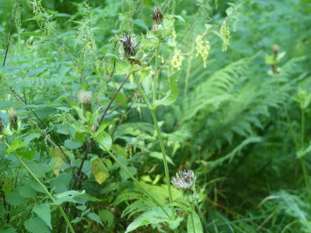 Kohl-Kratzdistel 2 | Verkauf von Fotos und  Videoclips zumThema Natur.Motive sind Pflanzen, Tiere, Landschaftenund Wetter - Realisiert mit Pictrs.com