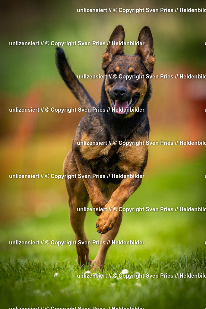 Sven Pries | 2025-04-13 - Hunderennen Baden-Baden - Realisiert mit Pictrs.com