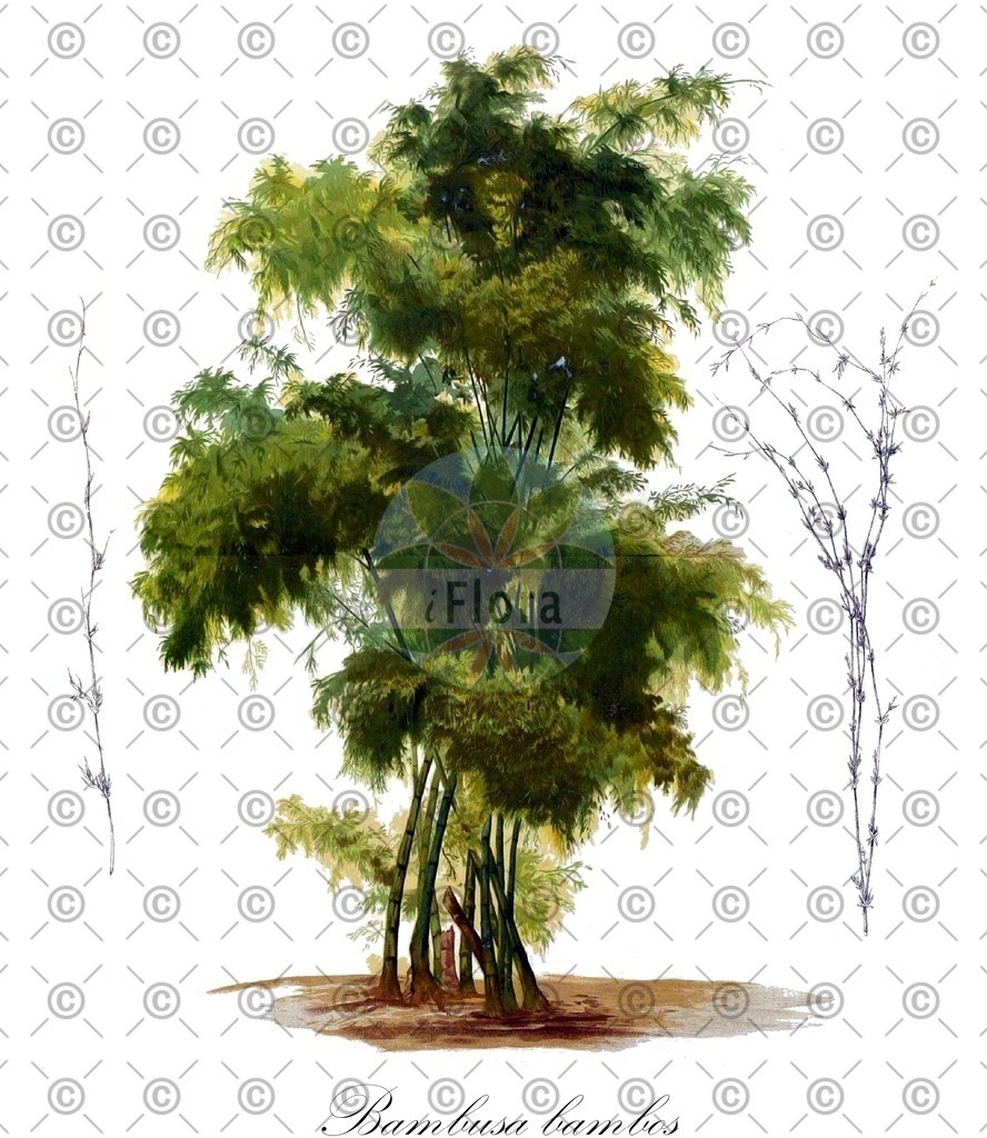 HistAbb_wfo-0000853060_2_ENZY_Simple | Historische Abbildung von Bambusa bambos - Poaceae (Bambus;Indische Pfahlrohr;Bambusgras) | Historical Illustration of Bambusa bambos - Poaceae
