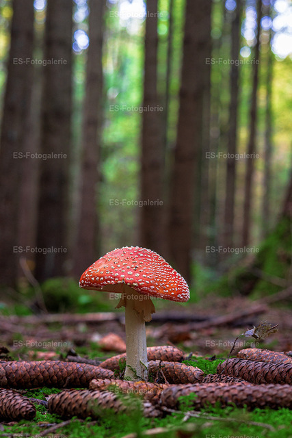 Fliegenpilz
