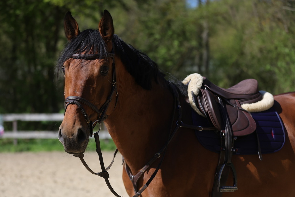 0P6A8097 | Willkommen bei Brunnmayr - Design & Fotografie – Ihrem Spezialisten für Reitturniere und Pferdeveranstaltungen in Oberösterreich, Salzburg und Bayern! Seit über 17 Jahren sind wir leidenschaftlich dabei.