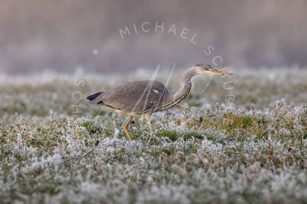 2025-01-20 Hemmingen Nebel Frost Felder 020 | Schwotte Media - Realisiert mit Pictrs.com