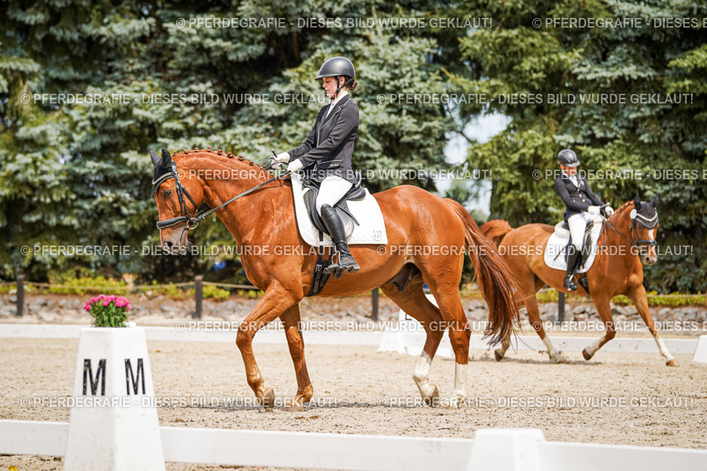 DSC03958 | Pferdegrafie