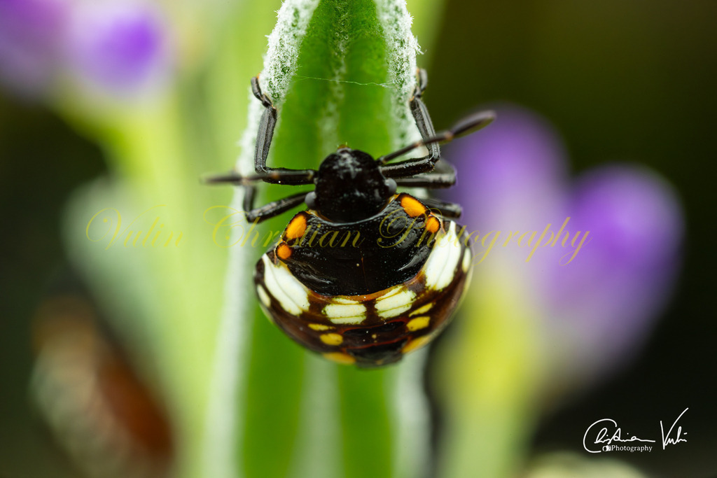 K 6 | Christian Vulin  - Realisiert mit Pictrs.com