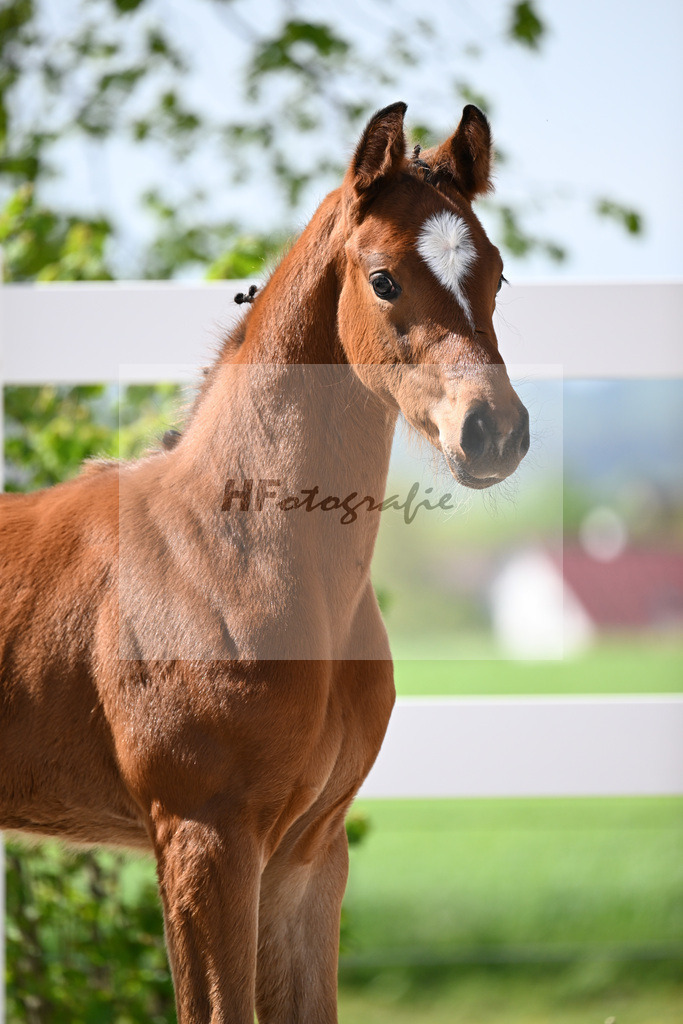 Kat-Nr. 10 SF Just Diamond x Dimaggio_von Unger_23260275 | hf-fotografie - Realisiert mit Pictrs.com