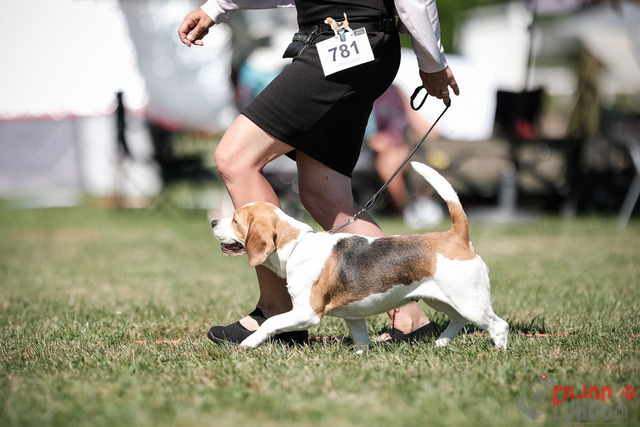 CACIB Aarau | CACIB Aarau, Swiss Dog Show  29062025 Foto: Leo Wyden