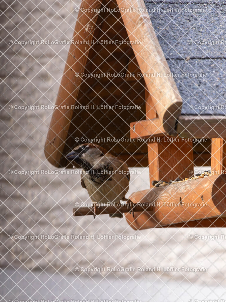 20240410_Vögel_RoLoGrafie-5 | Vogel beim Futtern - Realisiert mit Pictrs.com