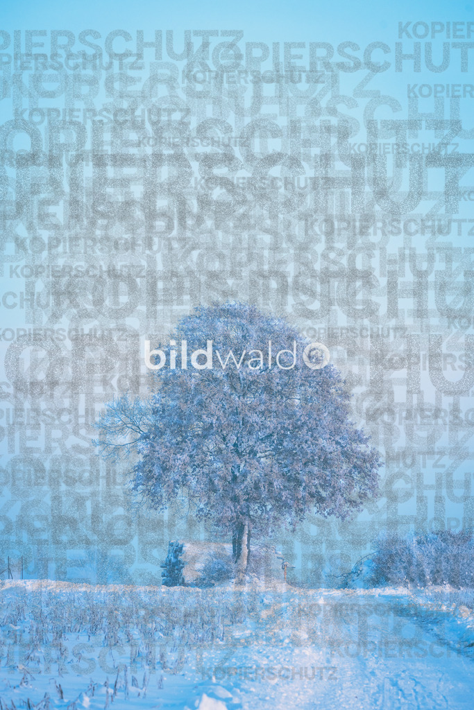 _DSC5381 | BILDWALD - eine Auswahl an Bildern von Thomas Perrotton zum bestellen und genießen. Alle Bilder von Thomas Perrotton - Alle Bilder mit einer SONY Kamera gemacht - SONY TAMRON SIGMA PHOTOSHOP LIGHTROOM BILDWALD Online kaufen Bilderwald Wandbilder - Realisiert mit Pictrs.com