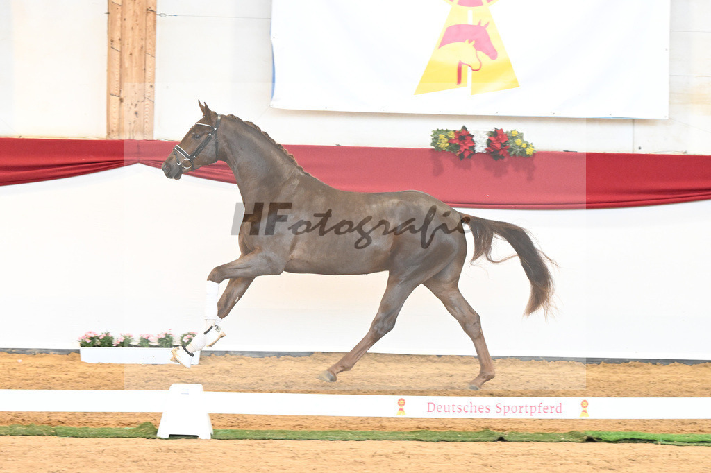 Kat-Nr. 63 Fidertanz x Romanov Blue Hors_La Rue_43230658 | hf-fotografie - Realisiert mit Pictrs.com