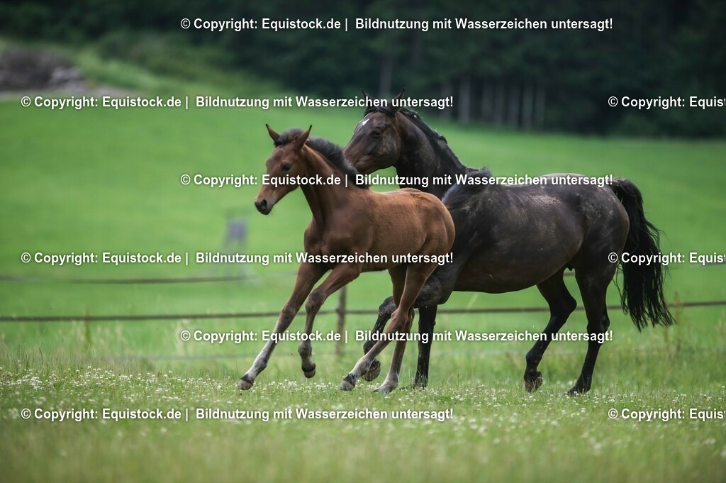 20210623_Fohlen_0423 | Foto: Thomas Hartig