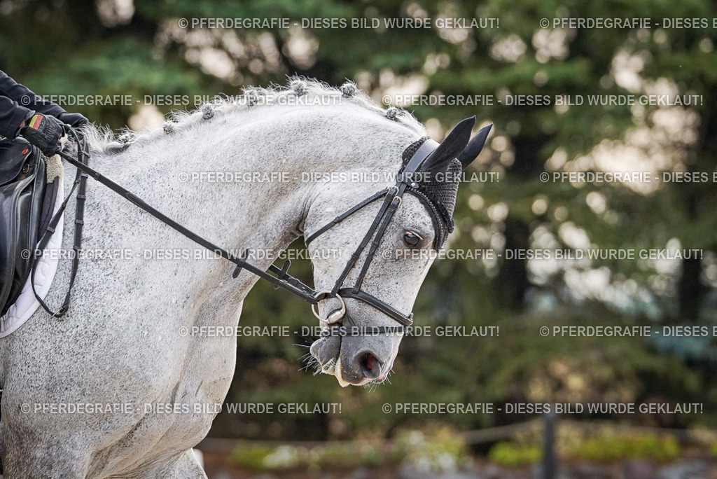 DSC00068 | Pferdegrafie