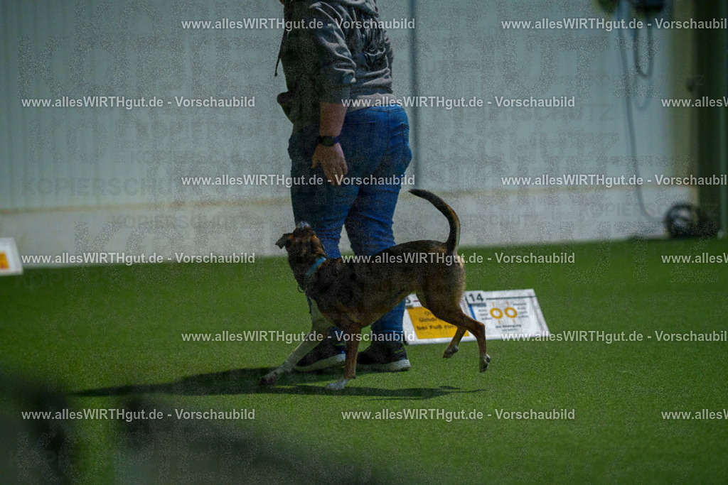 7R503826 | Professionelle Tierfotografie in Mönchengladbach von Daniel Wirth (allesWIRTHgut). Liebevolle & natürliche Bilder von Hunden & Katzen für unvergessliche Erinnerungen.