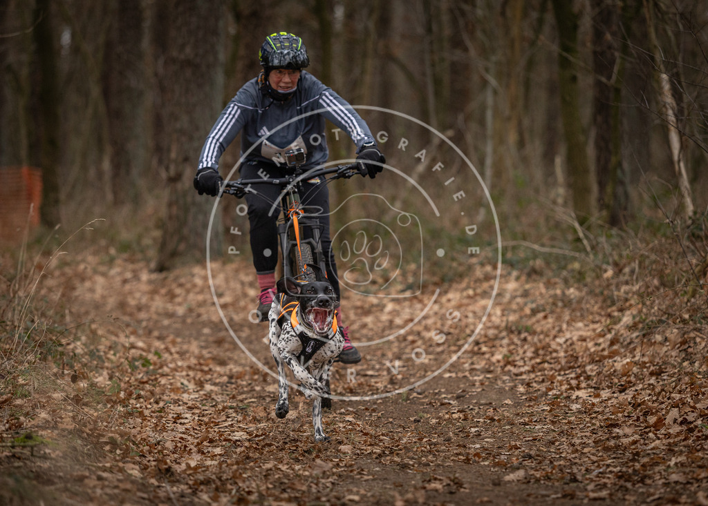 Pfotenfotografie_DV3A7016 | Hundefotografie, Tierfotograf, Pfotenfotografie, Fotoshooting Hund, Hunde Portrait, Hundesport, Hundeportraits, Heideshooting, Hunde, Sportfotograf, Hundefotograf, Turnierhundsport, THS,  - Realisiert mit Pictrs.com