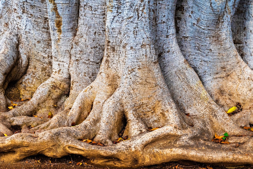 Wurzeln einer Würgefeige, Teneriffa | Best. Nr. e_2019_01_1268 - Realisiert mit Pictrs.com