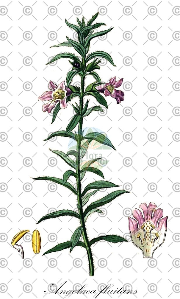 HistAbb_wfo-0000536542_46_ENZY_Simple | Historische Abbildung von Angolaea fluitans - Podostemaceae | Historical Illustration of Angolaea fluitans - Podostemaceae