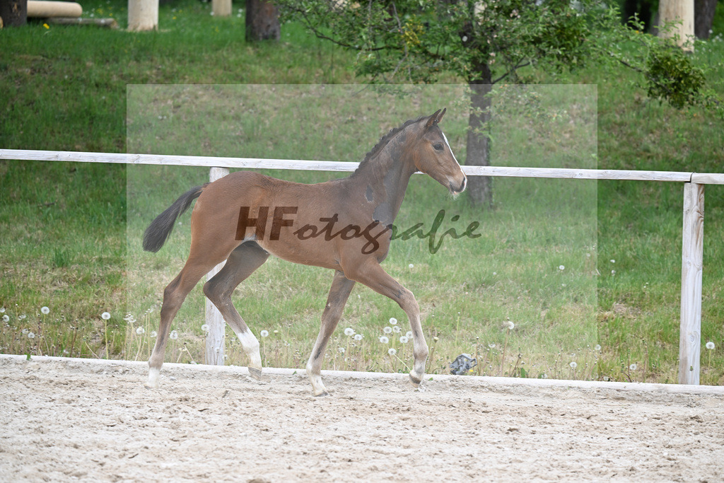 Kat-Nr. 33 HF Sebastino PS x Apache_Blessing_24260736 | hf-fotografie - Realisiert mit Pictrs.com