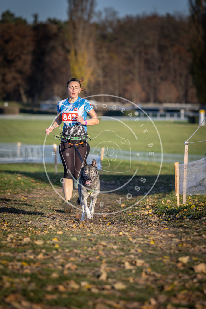 CaniXpix_DV3A3705 | Hundefotografie, Tierfotograf, Pfotenfotografie, Fotoshooting Hund, Hunde Portrait, Hundesport, Hundeportraits, Heideshooting, Hunde, Sportfotograf, Hundefotograf, Turnierhundsport, THS,  - Realisiert mit Pictrs.com